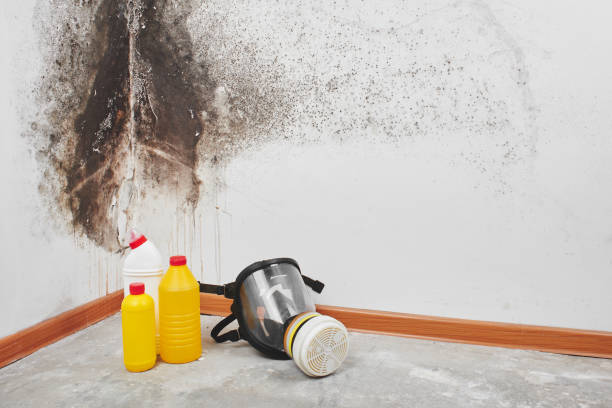 Best Professional Mold Removal  in Mechanicville, NY