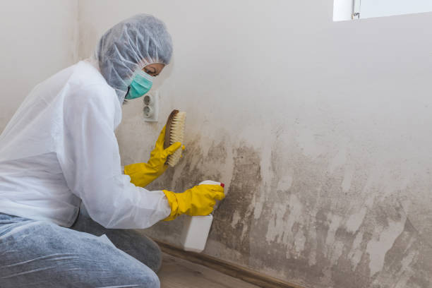 Mold Removal Process in Mechanicville, NY
