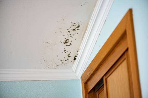 Best Mold Removal Process  in Mechanicville, NY