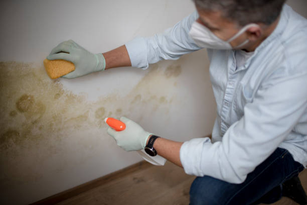 Best Toxic Mold Removal  in Mechanicville, NY