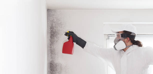 Best Mold Cleaning Services  in Mechanicville, NY