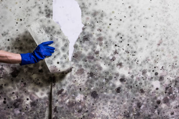 Best Mold Remediation  in Mechanicville, NY