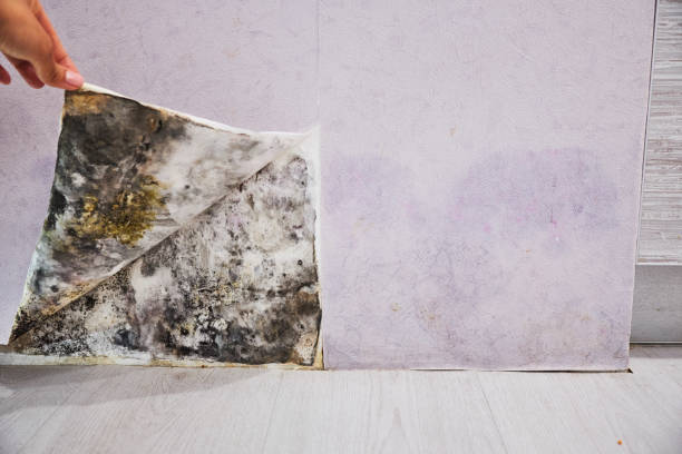 Best Mold Remediation Services  in Mechanicville, NY